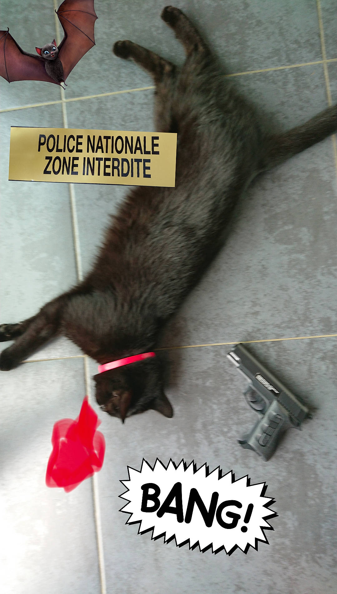 Bagherra participe au concours pour gagner de l'argent avec cette photo : carnivore, cat, claw, mustelidae, photo_caption, tail