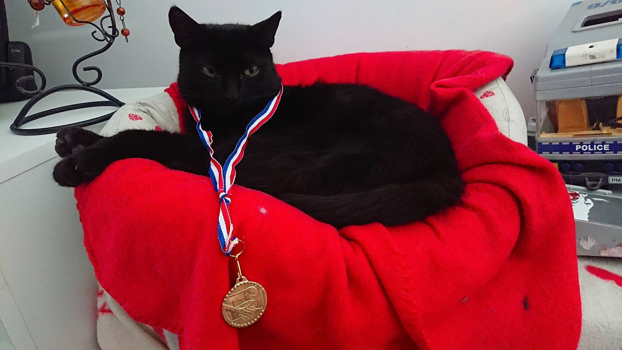 Bagherra participe au concours pour gagner de l'argent avec cette photo : asian, black_cat, carnivore, cat, chartreux, domestic_short_haired_cat, felidae, red, small_to_medium_sized_cats, whiskers