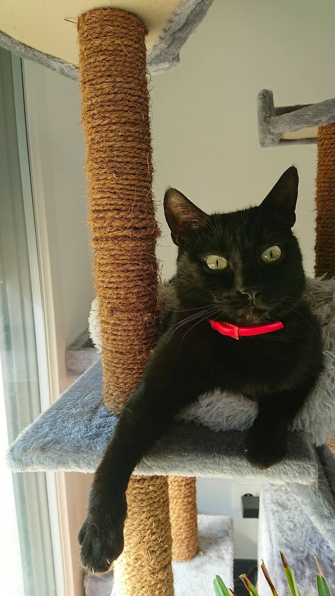 Bagherra participe au concours pour gagner de l'argent avec cette photo : asian, black_cat, british_shorthair, carnivore, cat, cat_furniture, domestic_short_haired_cat, european_shorthair, felidae, small_to_medium_sized_cats, tail, whiskers