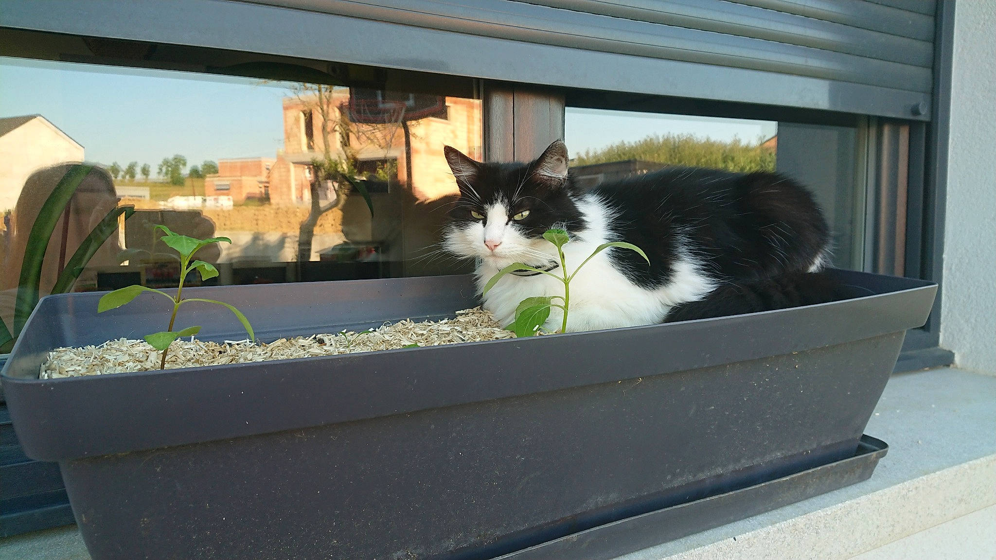 Poncho a rejoint le concours — aidez-le/la à gagner de superbes lots ! aegean_cat, carnivore, cat, domestic_short_haired_cat, felidae, polydactyl_cat, small_to_medium_sized_cats, whiskers, window