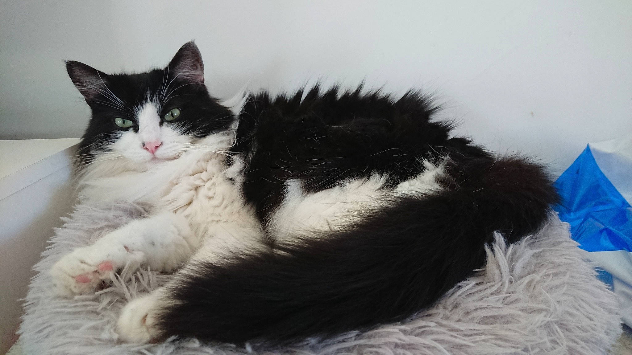 Poncho a rejoint le concours — aidez-le/la à gagner de superbes lots ! american_wirehair, black_and_white, carnivore, cat, claw, cymric, domestic_long_haired_cat, domestic_short_haired_cat, felidae, fur, kitten, mammal, norwegian_forest_cat, paw, polydactyl_cat, ragamuffin, small_to_medium_sized_cats, tail, vertebrate, whiskers