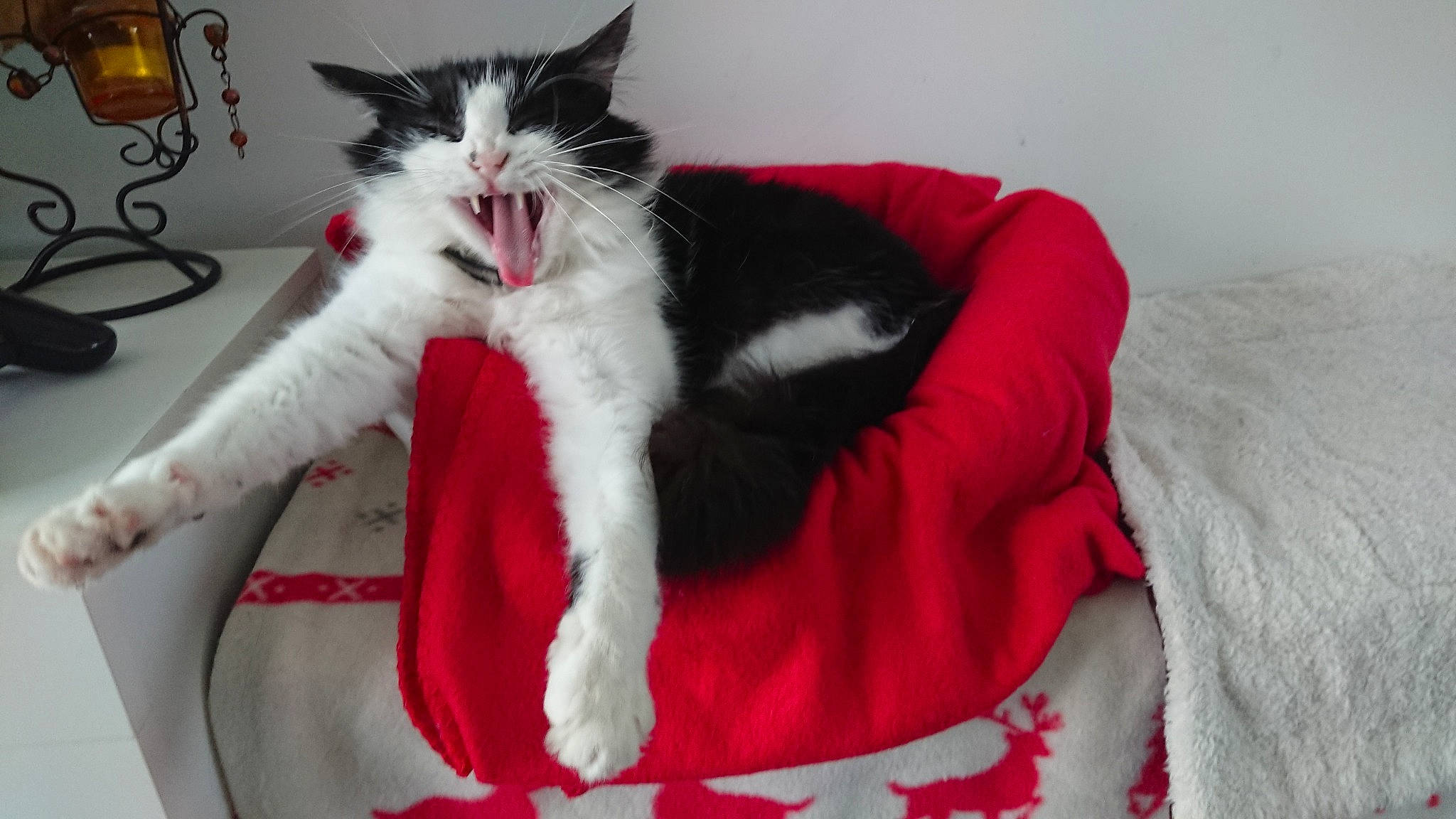 Poncho participe au concours pour gagner de l'argent avec cette photo : carnivore, cat, comfort, domestic_short_haired_cat, felidae, fur, furniture, kitten, linens, mammal, norwegian_forest_cat, polydactyl_cat, small_to_medium_sized_cats, tail, whiskers