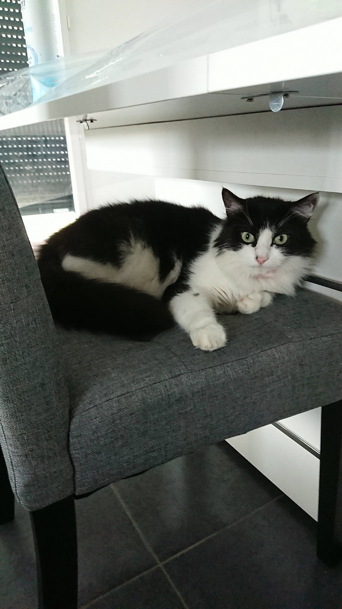 Poncho participe au concours pour gagner de l'argent avec cette photo : black_and_white, carnivore, cat, domestic_short_haired_cat, european_shorthair, felidae, furniture, kitten, norwegian_forest_cat, polydactyl_cat, small_to_medium_sized_cats, table, tail, whiskers