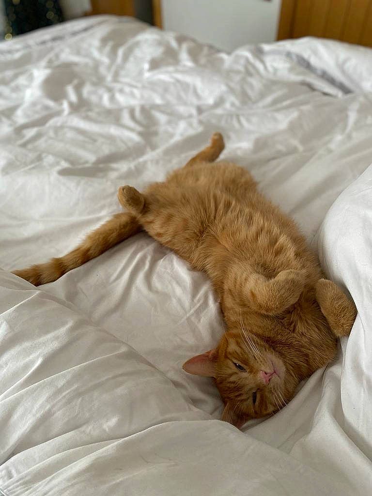 Benji is registered to the contest to win money with this photo: bed, bed_sheet, bedding, carnivore, cat, claw, comfort, domestic_short_haired_cat, duvet, fawn, felidae, fur, linens, nap, paw, room, small_to_medium_sized_cats, tail, whiskers, wood