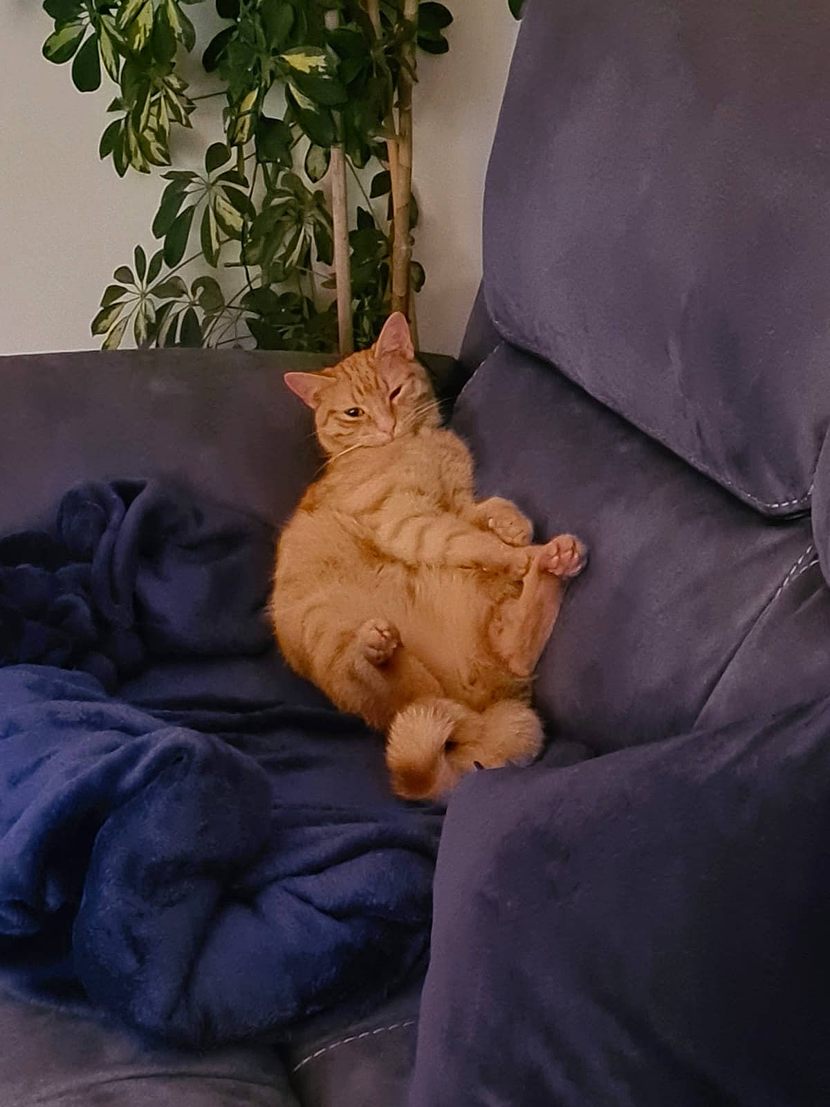 Benji joined the competition — help win amazing prizes! carnivore, cat, chair, comfort, companion_dog, couch, fawn, felidae, furniture, houseplant, linens, living_room, pillow, plant, small_to_medium_sized_cats, tail, throw_pillow, toy, whiskers, wood