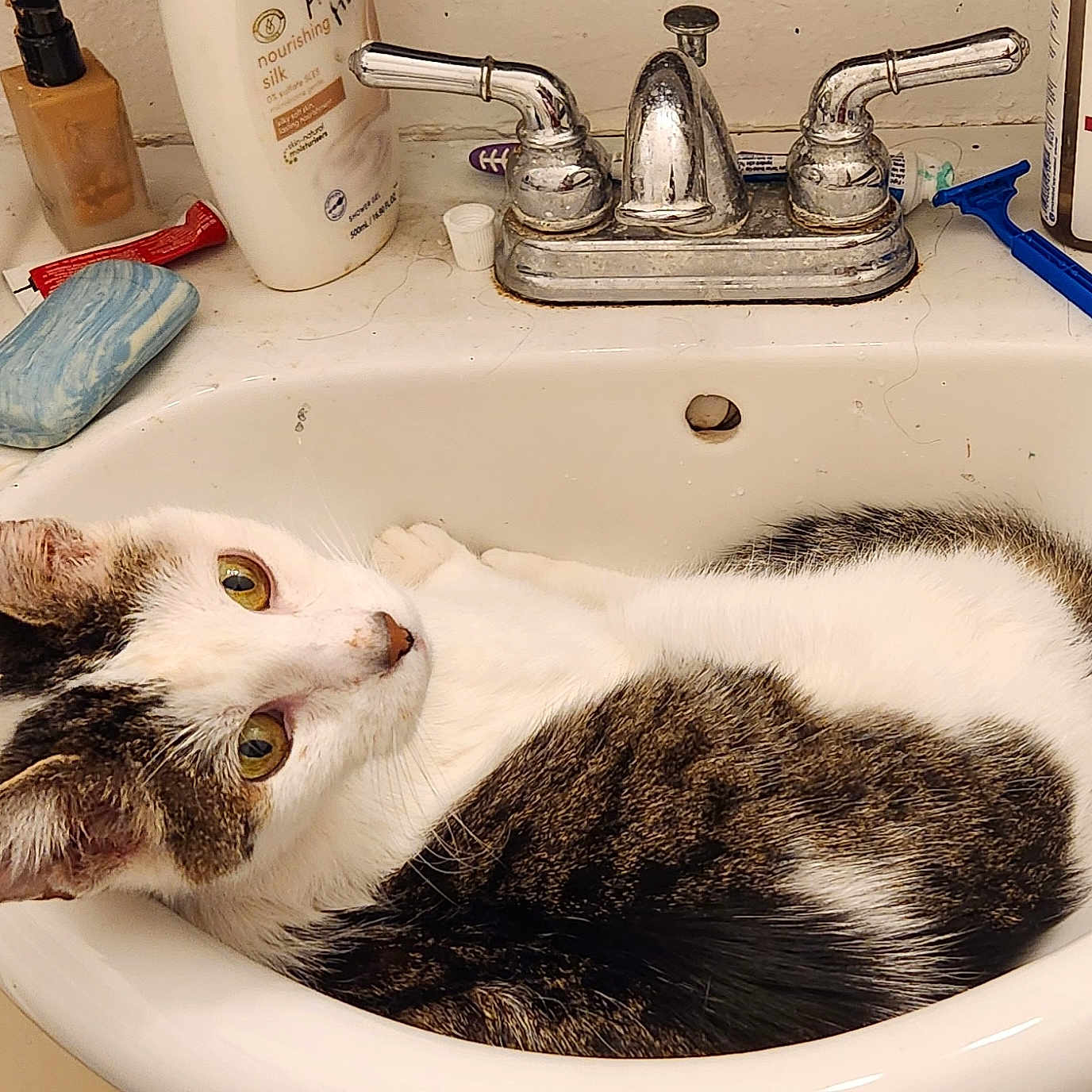 Cookie joined the competition — help win amazing prizes! animal, bathroom, cat, cleaning_supplies, close_up, curled_up, domestic, feline, fur, household_items, indoor, lotion, pet, razor, relaxed, resting, sink, soap, tabby, white