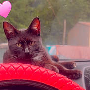 Pepper is registered to the contest to win money with this photo: cat, black_cat, dashboard, car_interior, steering_wheel, red_steering_wheel_cover, heart_sticker, pet, animal, relaxed, window, vehicle, cute, indoor, feline, looking, resting, ears, eyes, nose