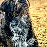 dog, scruffy, black_fur, white_fur, pet, animal, outdoor, pebbles, nature, closeup, looking_up, fur_texture, canine, sitting, portrait, soft_light, brown_eyes, muzzle, whiskers, alert