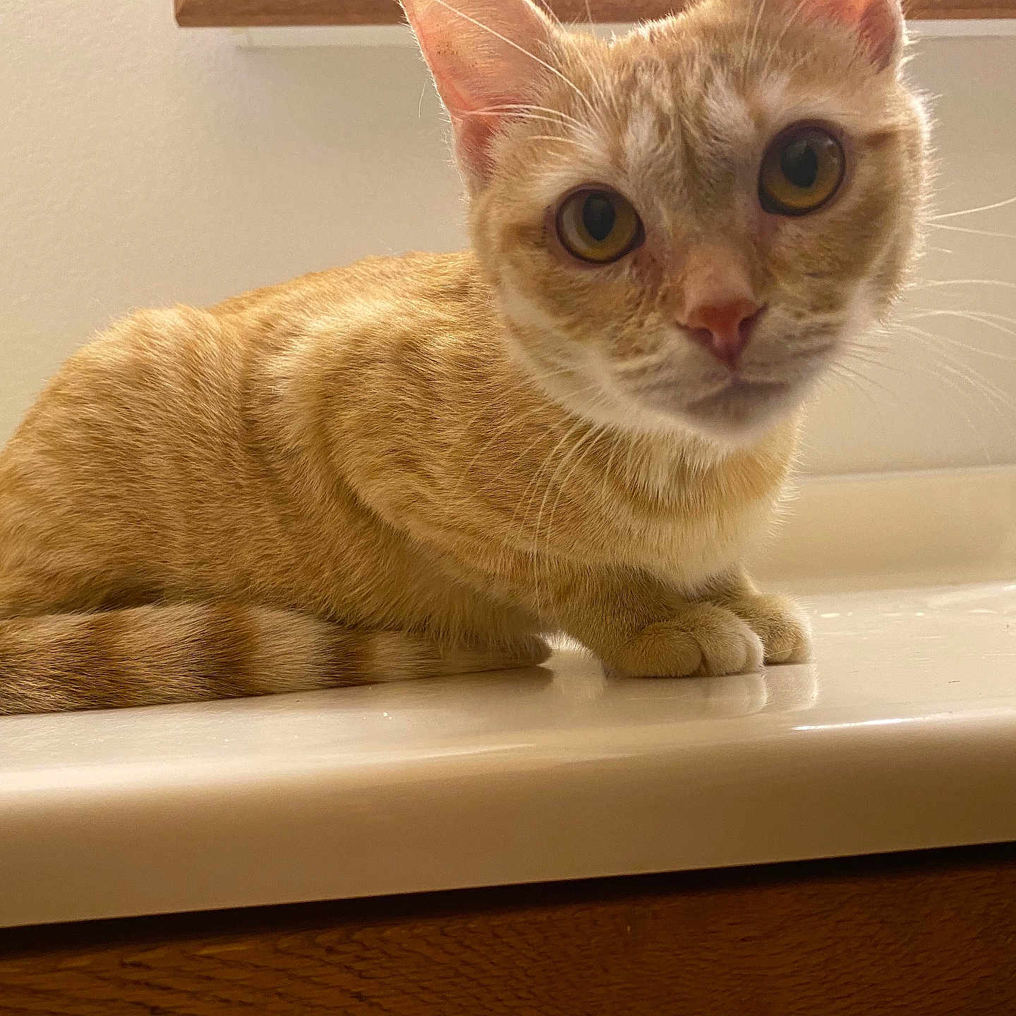 Ginger