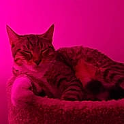 Miko participe au concours pour gagner de l'argent avec cette photo : animal, cat, cat_bed, close_up, cozy, cute, domestic_animal, feline, fur, indoor, mammal, paw, pet, pink_light, relaxed, resting, sleeping, soft_texture, tabby_cat, whiskers
