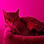 animal, cat, cat_bed, close_up, cozy, cute, domestic_animal, feline, fur, indoor, mammal, paw, pet, pink_light, relaxed, resting, sleeping, soft_texture, tabby_cat, whiskers