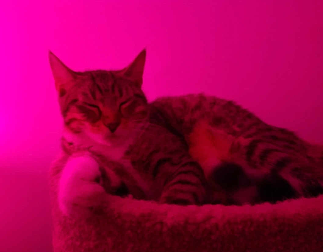 Miko