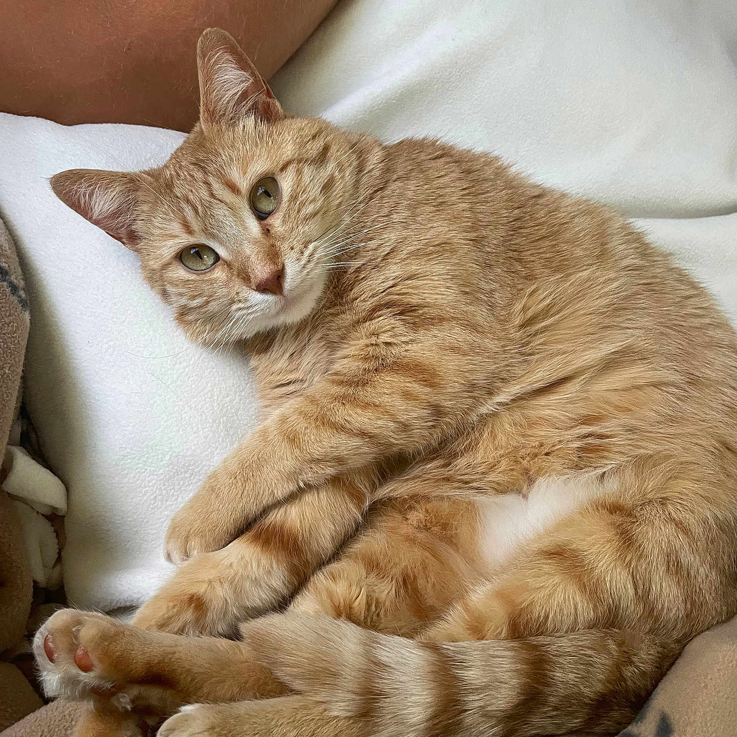 Freya joined the competition — help win amazing prizes! abyssinian, animal, blanket, cat, couch, cushion, furniture, homedecor, kitten, manx, person, pet, sleeping