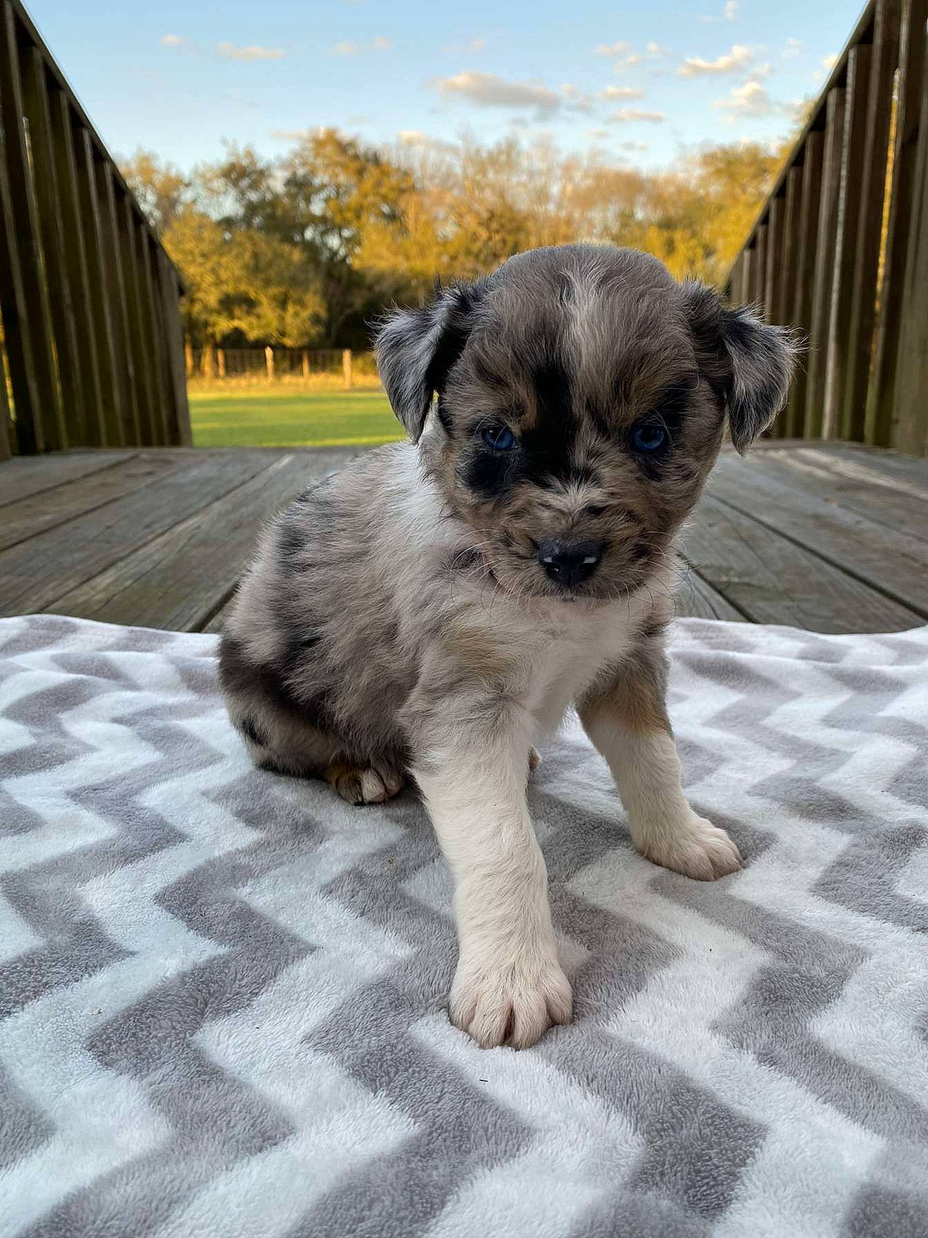 Gypsy is registered to the contest to win money with this photo: canidae, carnivore, cloud, companion_dog, dog, dog_breed, eye, fawn, flooring, fur, grass, non_sporting_group, sky, snout, sporting_group, toy_dog, tree, whiskers, wood, working_animal