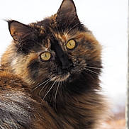 Queen participe au concours pour gagner de l'argent avec cette photo : cat, tortoiseshell, yellow_eyes, fluffy_fur, whiskers, outdoor, snow, close_up, animal, pet, curious, portrait, feline, winter, soft_light, nature, mammal, wildlife, cute, domestic