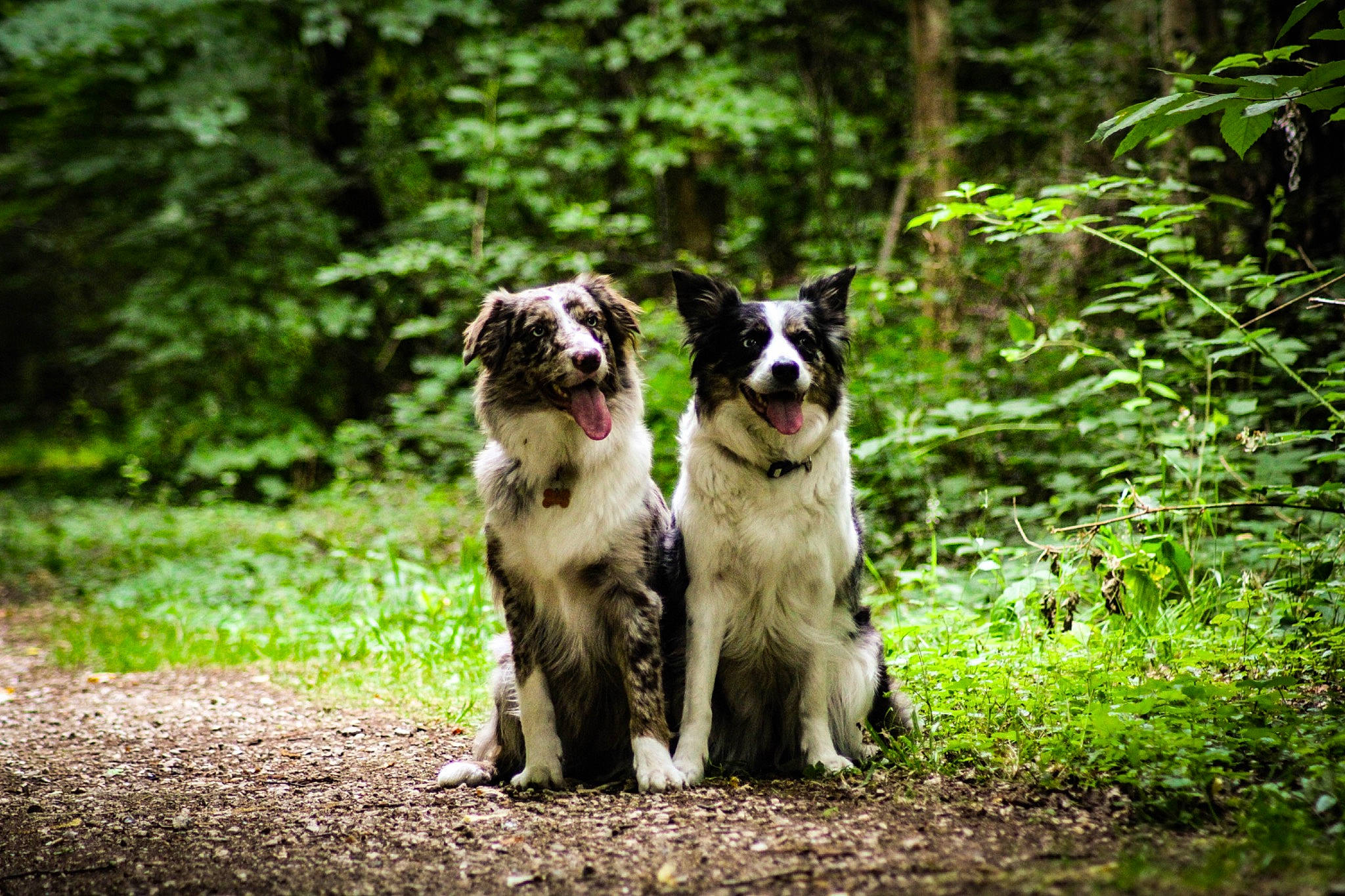 June a rejoint le concours — aidez-le/la à gagner de superbes lots ! carnivore, companion_dog, dog, dog_breed, fawn, forest, grass, herding_dog, plant, recreation, sled_dog, snout, sporting_group, tail, terrestrial_animal, tree, wood, woodland, working_animal, working_dog