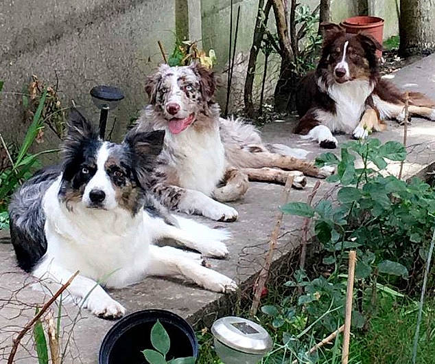 June participe au concours pour gagner de l'argent avec cette photo : canidae, carnivore, companion_dog, dog, dog_breed, dog_supply, fur, grass, gun_dog, plant, sporting_group, terrestrial_animal, working_dog, yard