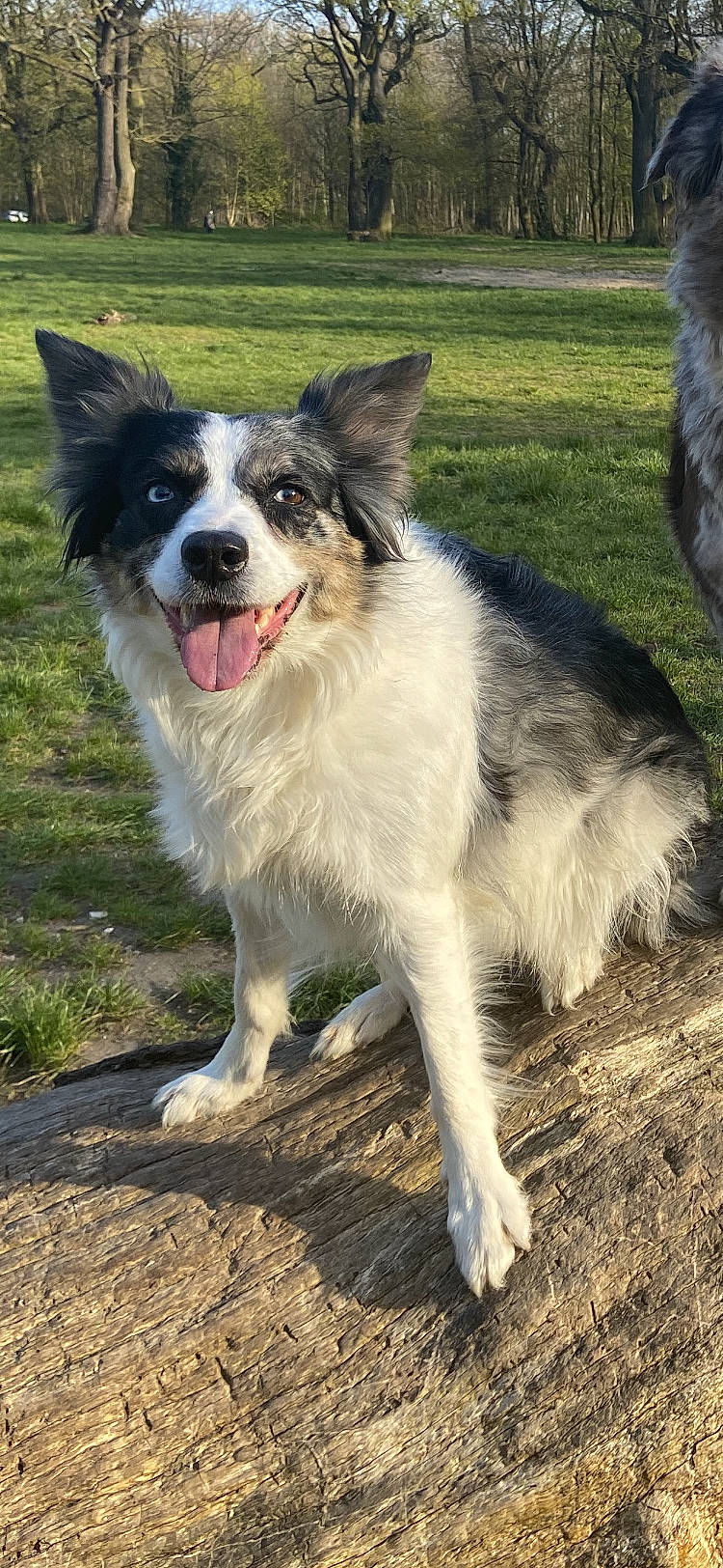 June participe au concours pour gagner de l'argent avec cette photo : australian_shepherd, border_collie, canidae, carnivore, collar, companion_dog, dog, dog_breed, fang, grass, herding_dog, plant, soil, sporting_group, terrestrial_animal, working_animal, working_dog