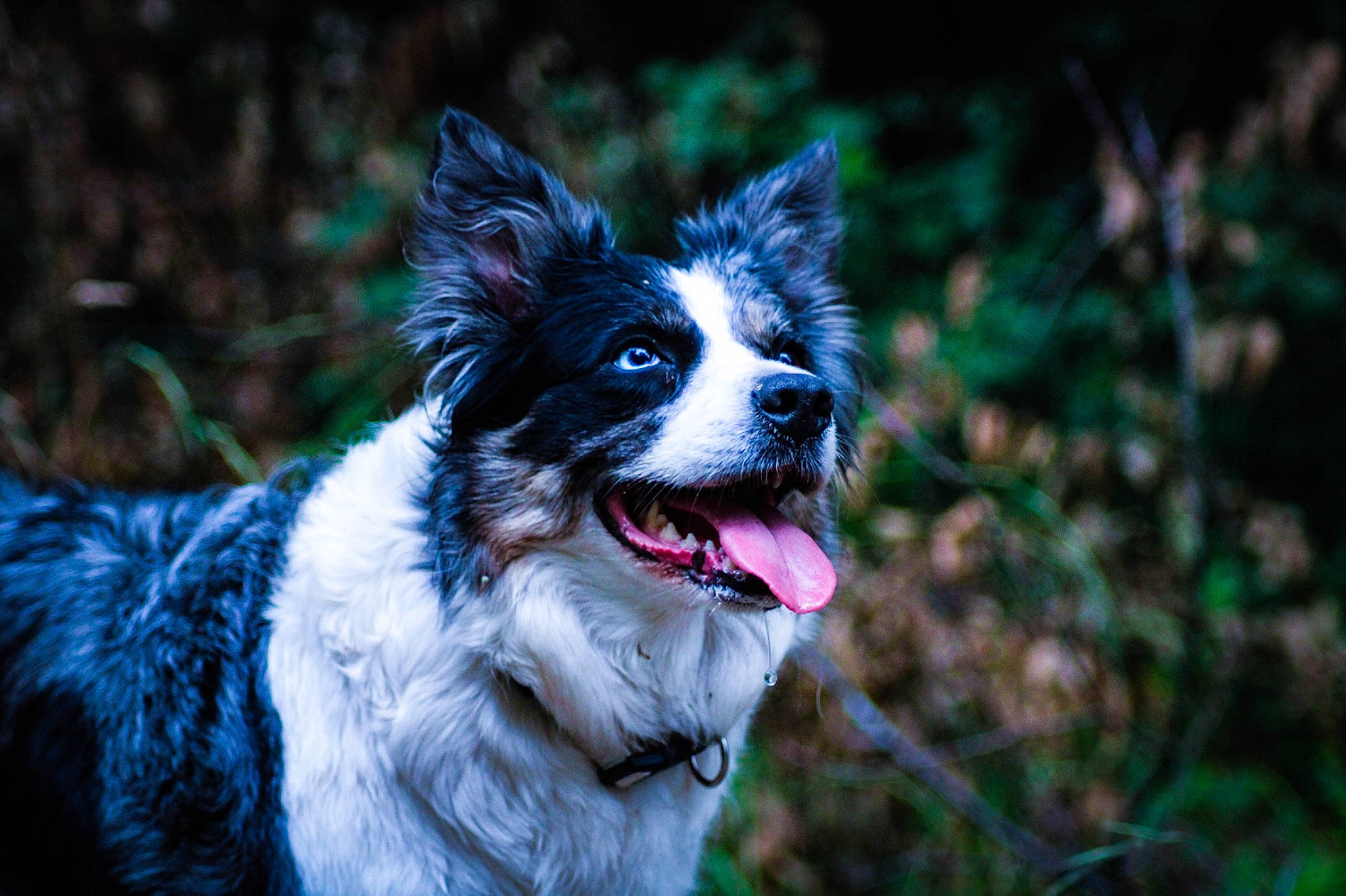 June a rejoint le concours — aidez-le/la à gagner de superbes lots ! canidae, carnivore, collar, companion_dog, dog, dog_breed, dog_collar, electric_blue, fang, fur, grass, herding_dog, plant, snout, sporting_group, terrestrial_animal, whiskers, wildlife, working_animal, working_dog