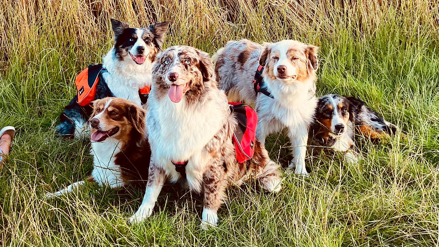 Nova participe au concours pour gagner de l'argent avec cette photo : brittany, canidae, carnivore, companion_dog, dog, dog_breed, dog_collar, fun, fur, grass, gun_dog, happy, herding_dog, liver, plant, spaniel, sporting_group, walking, water_dog, working_dog