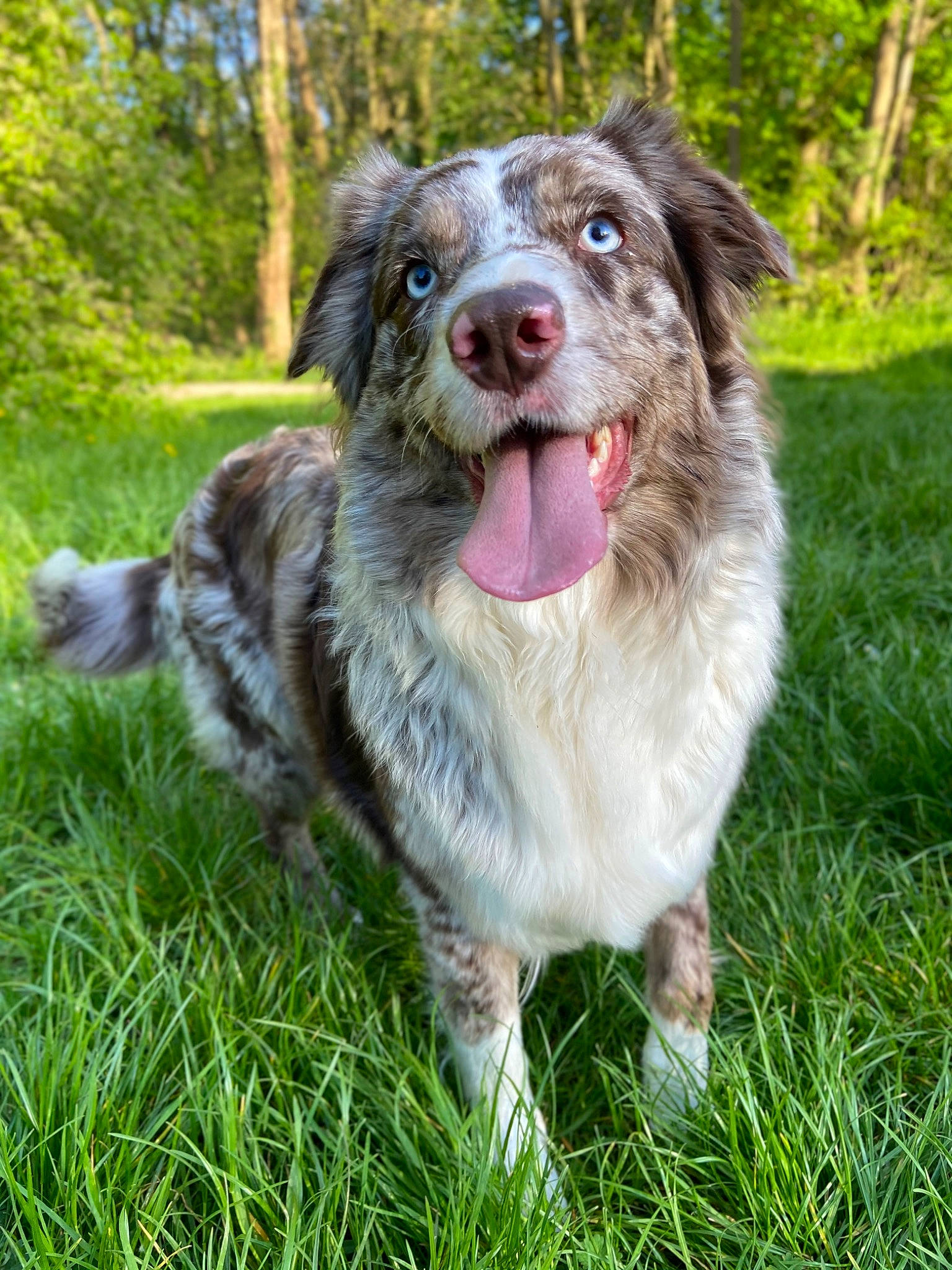 Nova a rejoint le concours — aidez-le/la à gagner de superbes lots ! canidae, carnivore, companion_dog, dog, dog_breed, fang, fur, grass, liver, plant, snout, sporting_group, terrestrial_animal, tree, whiskers, working_dog, yawn