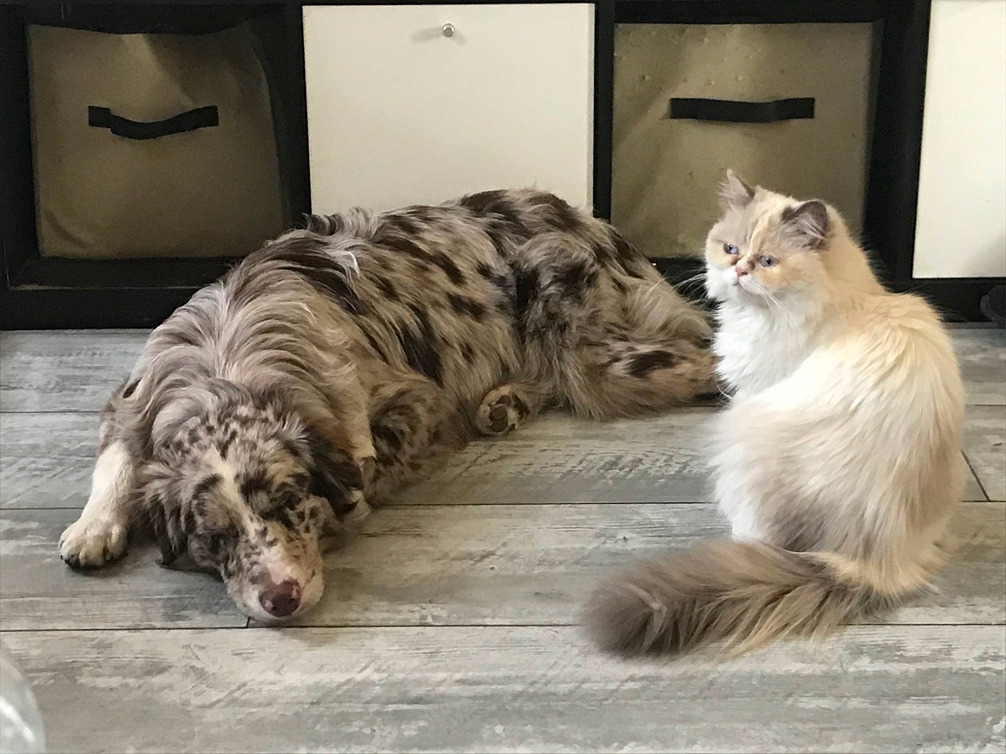 Nova a rejoint le concours — aidez-le/la à gagner de superbes lots ! british_longhair, carnivore, cat, claw, comfort, companion_dog, dog_breed, felidae, floor, flooring, fur, grey, hardwood, paw, small_to_medium_sized_cats, snout, tail, terrestrial_animal, whiskers, wood