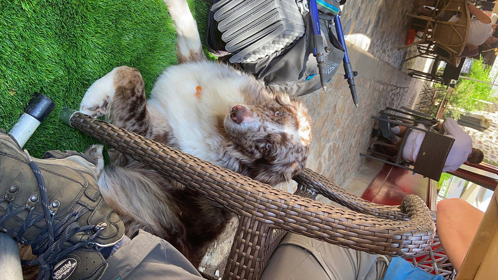 Nova a rejoint le concours — aidez-le/la à gagner de superbes lots ! bag, basket, canidae, carnivore, chair, companion_dog, fawn, felidae, fur, grass, outdoor_furniture, plant, small_to_medium_sized_cats, table, tail, terrestrial_animal, whiskers, wildlife, wood, wool