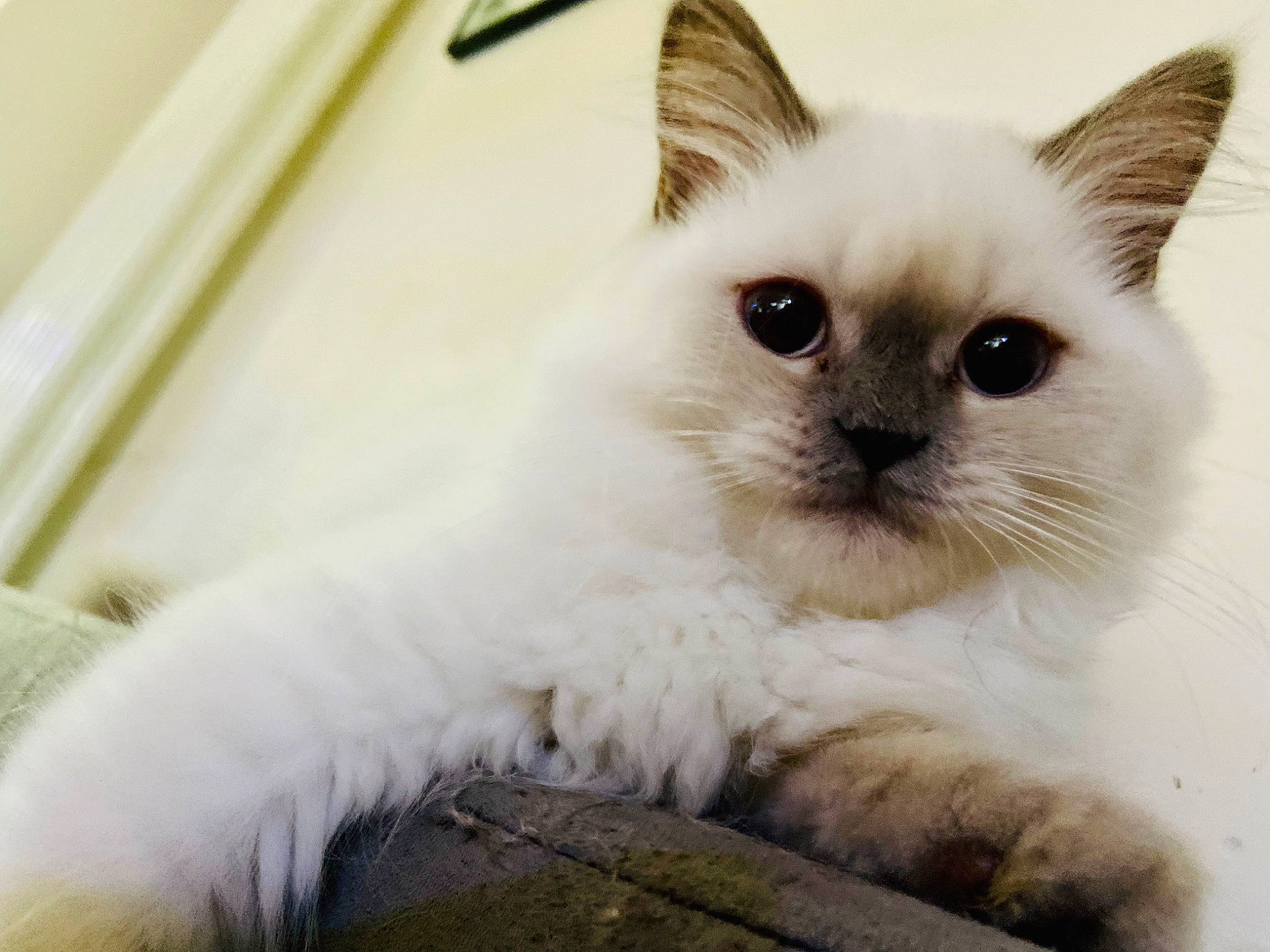 Tweenie participe au concours pour gagner de l'argent avec cette photo : birman, carnivore, cat, fawn, felidae, fur, head, iris, ragdoll, siamese, small_to_medium_sized_cats, snout, tail, terrestrial_animal, whiskers