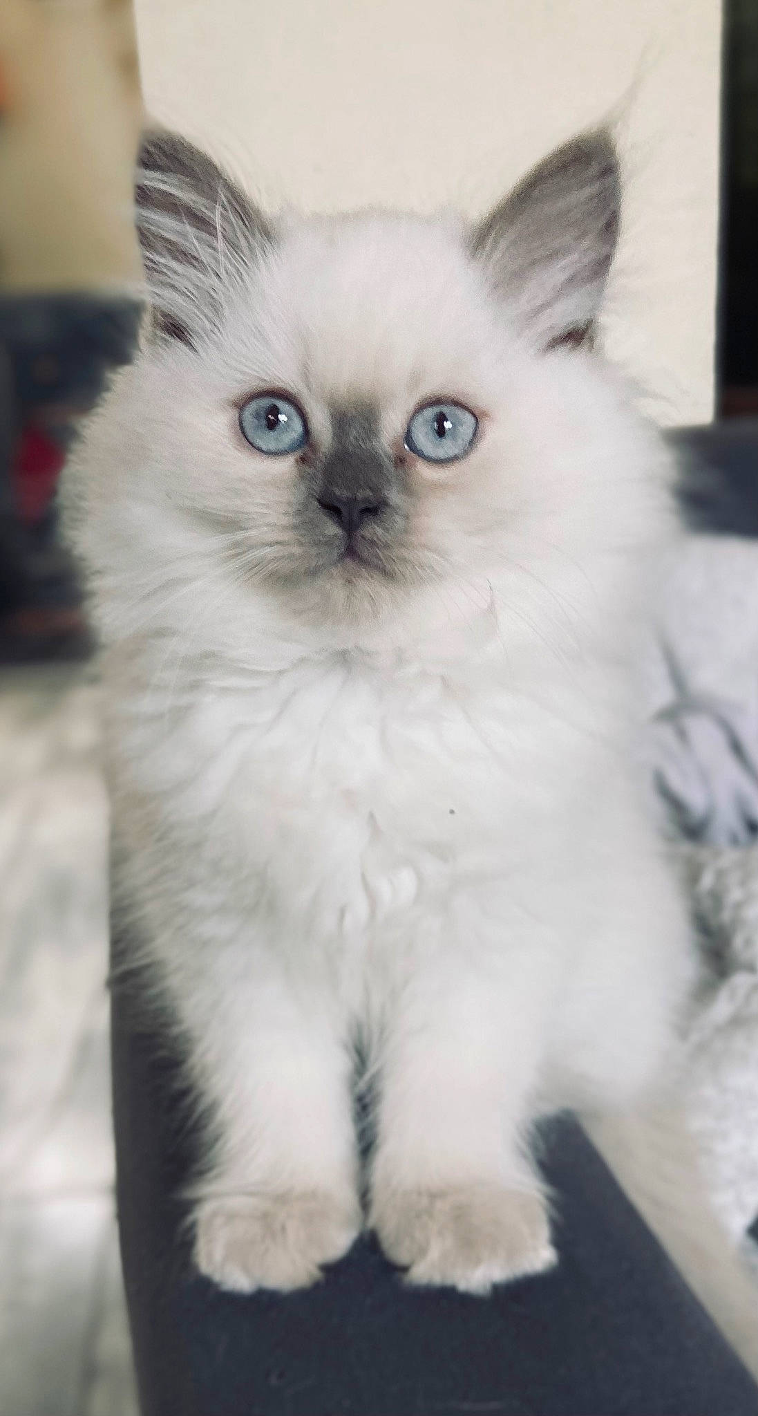 Tweenie a rejoint le concours — aidez-le/la à gagner de superbes lots ! birman, carnivore, cat, curious, fawn, felidae, fur, iris, mammal, photo_caption, ragdoll, siamese, small_to_medium_sized_cats, snout, tail, terrestrial_animal, thai, tonkinese, vertebrate, whiskers