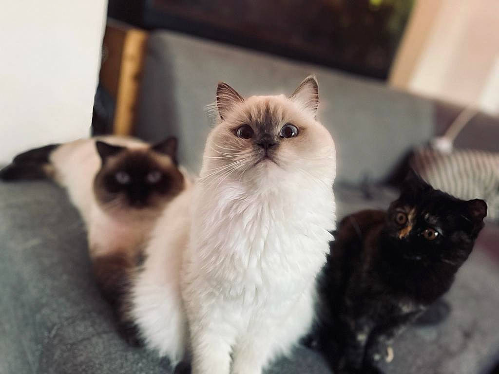 Tweenie a rejoint le concours — aidez-le/la à gagner de superbes lots ! balinese, birman, carnivore, cat, claw, domestic_short_haired_cat, fang, fawn, felidae, fur, mammal, paw, ragdoll, siamese, small_to_medium_sized_cats, snout, tail, thai, vertebrate, whiskers