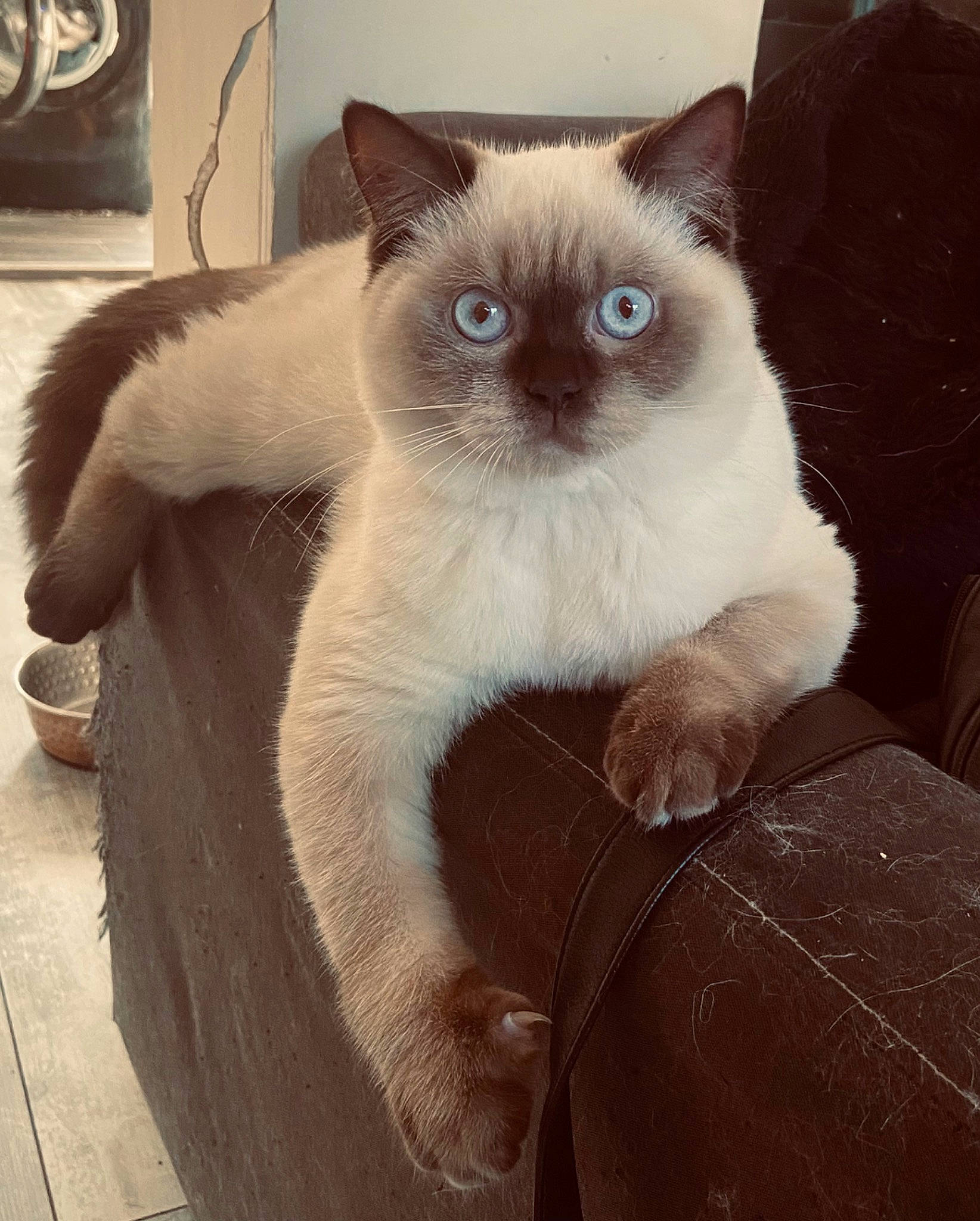 Smoke a rejoint le concours — aidez-le/la à gagner de superbes lots ! balinese, birman, carnivore, cat, comfort, fawn, felidae, flooring, fur, human_body, ragdoll, siamese, small_to_medium_sized_cats, snout, terrestrial_animal, thai, tonkinese, whiskers