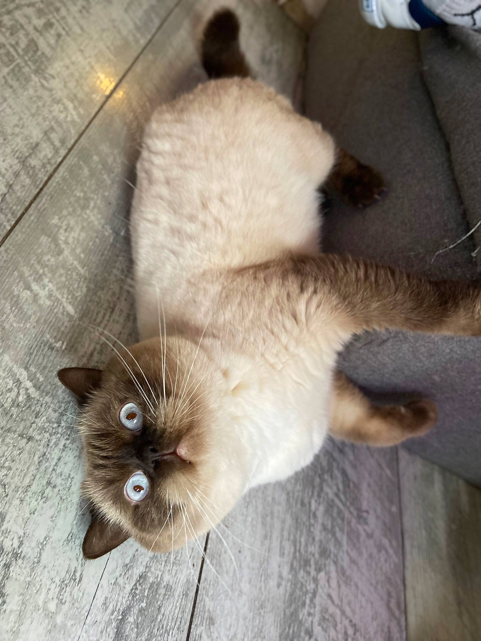 Smoke participe au concours pour gagner de l'argent avec cette photo : balinese, carnivore, cat, claw, dog_breed, domestic_short_haired_cat, fawn, felidae, flooring, fur, mammal, paw, plant, siamese, small_to_medium_sized_cats, tail, thai, vertebrate, whiskers, wood