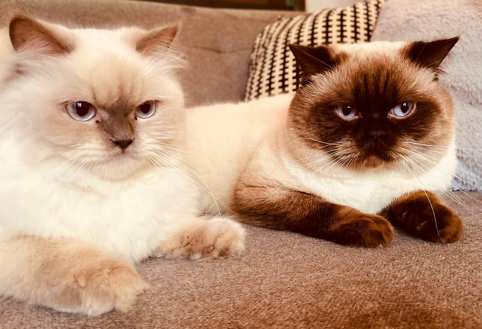 Smoke participe au concours pour gagner de l'argent avec cette photo : birman, carnivore, cat, comfort, fawn, felidae, fur, iris, paw, siamese, small_to_medium_sized_cats, snout, terrestrial_animal, vertebrate, whiskers