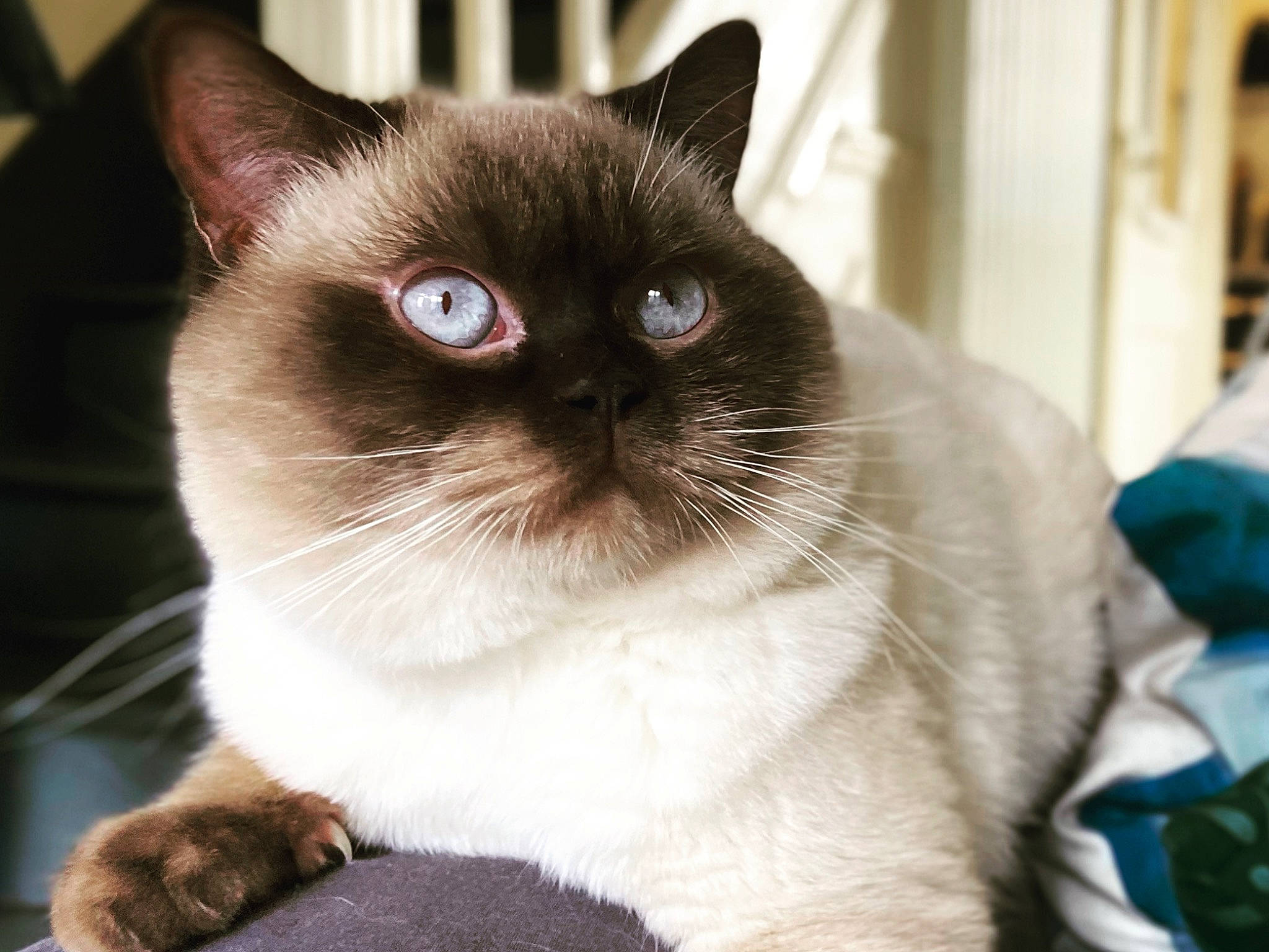 Smoke participe au concours pour gagner de l'argent avec cette photo : balinese, birman, carnivore, cat, domestic_short_haired_cat, electric_blue, fawn, felidae, fur, siamese, small_to_medium_sized_cats, thai, whiskers