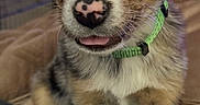 Star is registered to the contest to win money with this photo: adorable, animal, background_blur, black, brown, collar, cute, dog, ears, eyes, face, fur, indoor, paw, pet, puppy, sitting, tongue, white, young