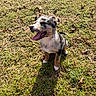 animal, canine, daylight, dog, ears, fur, grass, happy, nature, nose, outdoor, pet, playful, puppy, shadow, sitting, smiling, sunlight, tongue_out, young_dog