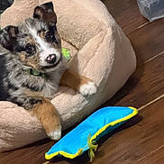 Star joined the competition — help win amazing prizes! animal, black, brown, collar, comfort, cute, dog, floor, furry, indoor, pet, pet_bed, playful, puppy, resting, tan, toy, white, wood_floor, young_dog