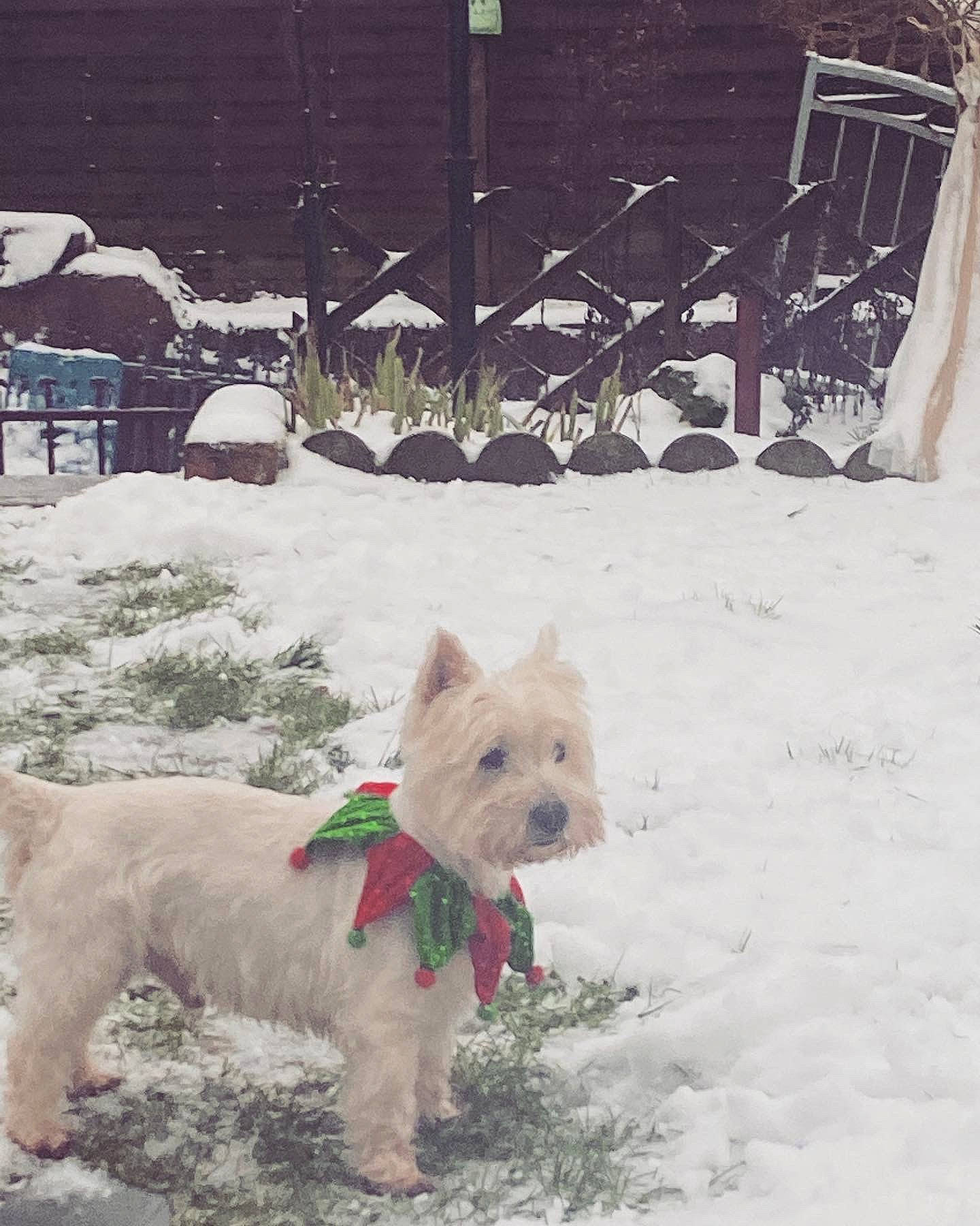 Filou participe au concours pour gagner de l'argent avec cette photo : canidae, carnivore, companion_dog, dog, dog_breed, dog_supply, fawn, freezing, fur, photograph, precipitation, small_terrier, snout, snow, sporting_group, tail, toy_dog, white, winter, working_animal