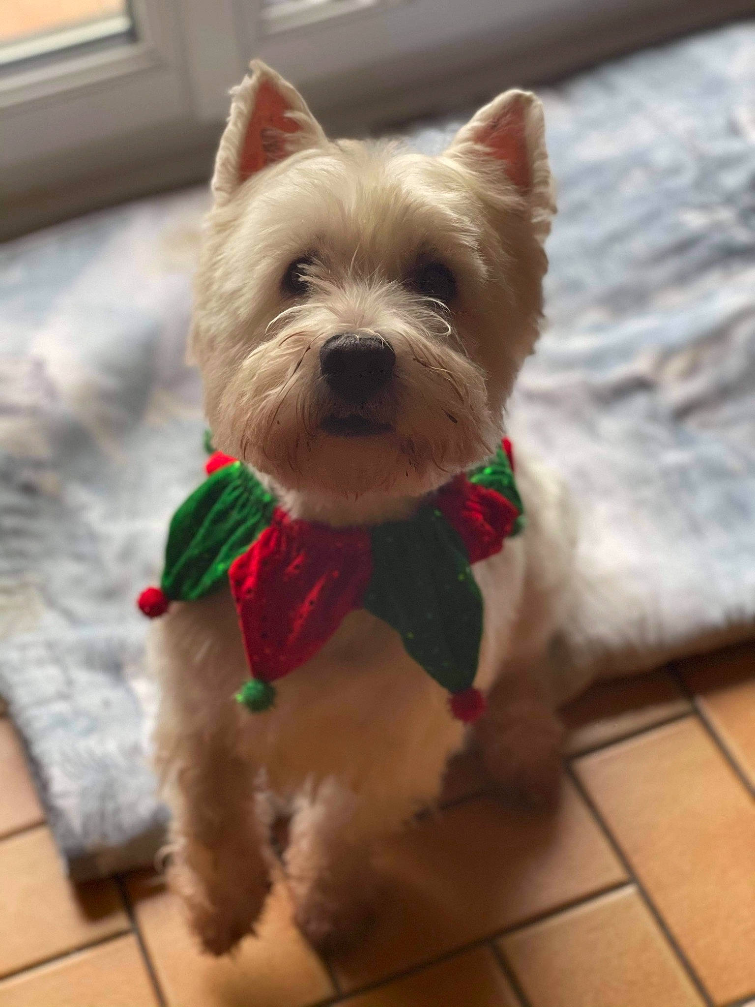Filou a rejoint le concours — aidez-le/la à gagner de superbes lots ! canidae, carnivore, collar, companion_dog, dog, dog_breed, dog_clothes, dog_collar, dog_supply, fashion_accessory, fawn, flooring, fur, pet_supply, small_terrier, snout, sporting_group, terrier, toy_dog, working_animal