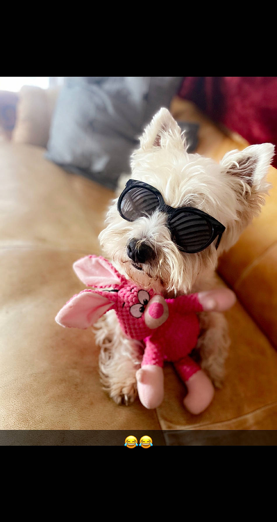 Filou participe au concours pour gagner de l'argent avec cette photo : canidae, carnivore, companion_dog, dog, dog_breed, dog_clothes, dog_collar, dog_supply, fashion_accessory, fawn, fur, maltepoo, small_terrier, snout, sporting_group, tail, terrier, toy, toy_dog, working_animal