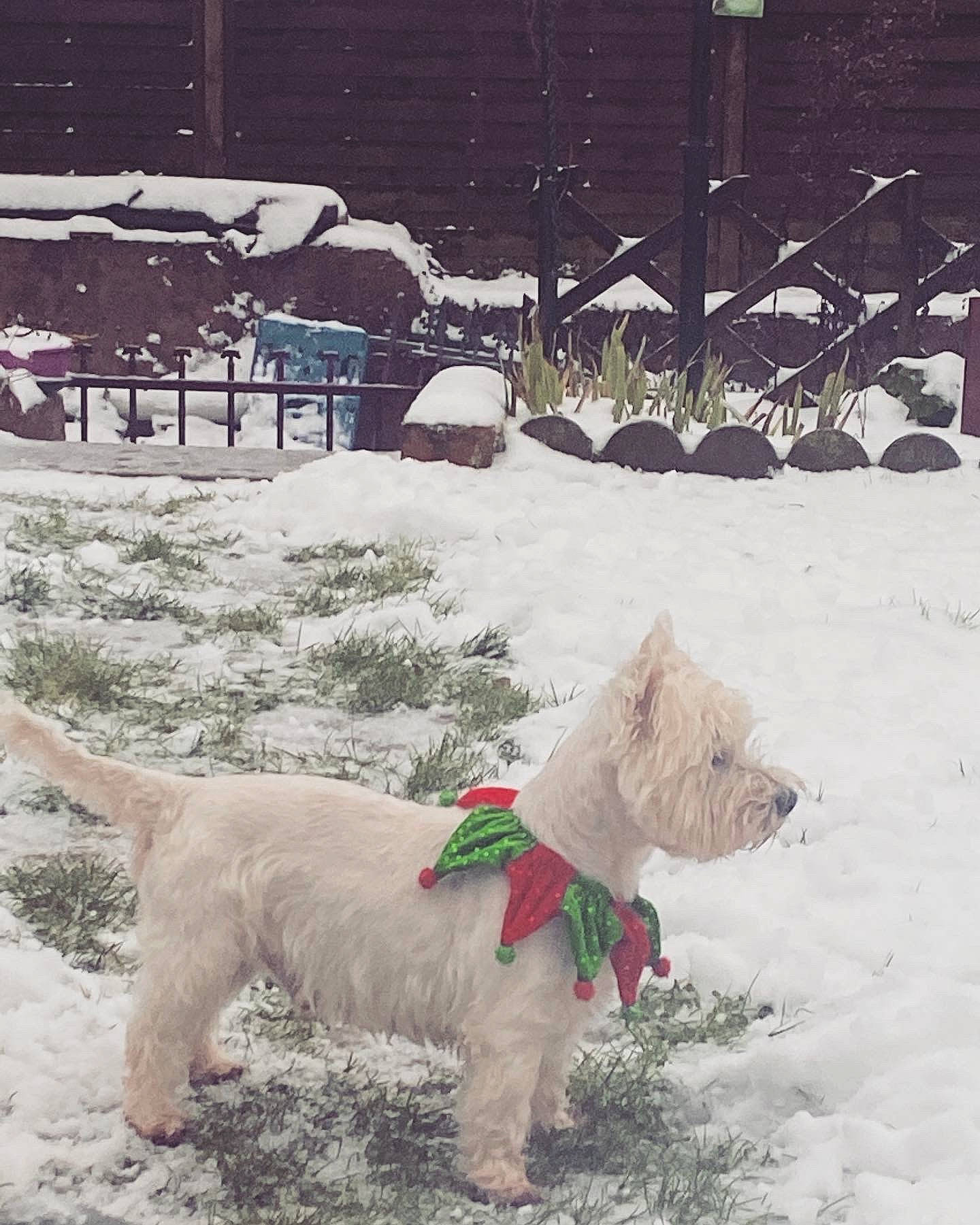 Filou participe au concours pour gagner de l'argent avec cette photo : bench, carnivore, chair, collar, companion_dog, dog, dog_breed, dog_supply, fawn, freezing, mammal, pet_supply, snout, snow, sporting_group, tail, vertebrate, white, winter, working_animal