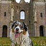 Ume a rejoint le concours — aidez-le/la à gagner de superbes lots ! dog, australian_shepherd, grass, ruins, stone_wall, outdoor, tongue_out, happy, canine, pet, nature, architecture, sky, greenery, animal, muzzle, ears, fur, portrait, daytime