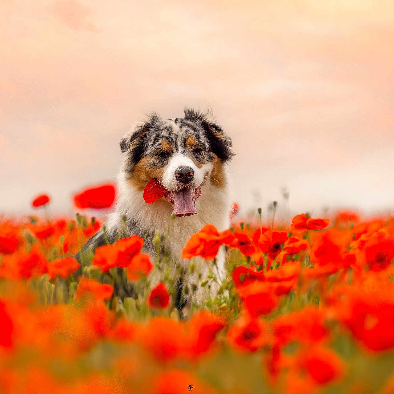 Ume participe au concours pour gagner de l'argent avec cette photo : dog, australian_shepherd, flower, poppy, field, nature, outdoor, animal, pet, grass, sky, sunset, colorful, tongue_out, happy, playful, summer, landscape, flora, cute