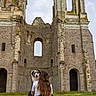 person, dog, australian_shepherd, grass, ruins, ancient_building, stone, arch, outdoor, nature, long_hair, white_tshirt, happy_dog, cloudy_sky, architecture, old_structure, sitting, back_view, greenery, historic