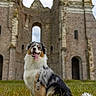 Ume participe au concours pour gagner de l'argent avec cette photo : dog, australian_shepherd, grass, ancient_ruin, stone_building, outdoor, happy, tongue_out, sitting, nature, sky, architecture, old_building, pet, animal, fur, portrait, canine, field, daytime
