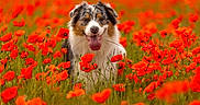 Ume a rejoint le concours — aidez-le/la à gagner de superbes lots ! dog, australian_shepherd, flower_field, poppies, red_flowers, outdoor, nature, grass, pet, animal, tongue_out, happy, summer, greenery, colorful, close_up, portrait, sitting, vibrant, sunlight
