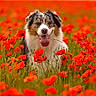 dog, australian_shepherd, flower_field, poppies, red_flowers, outdoor, nature, grass, pet, animal, tongue_out, happy, summer, greenery, colorful, close_up, portrait, sitting, vibrant, sunlight