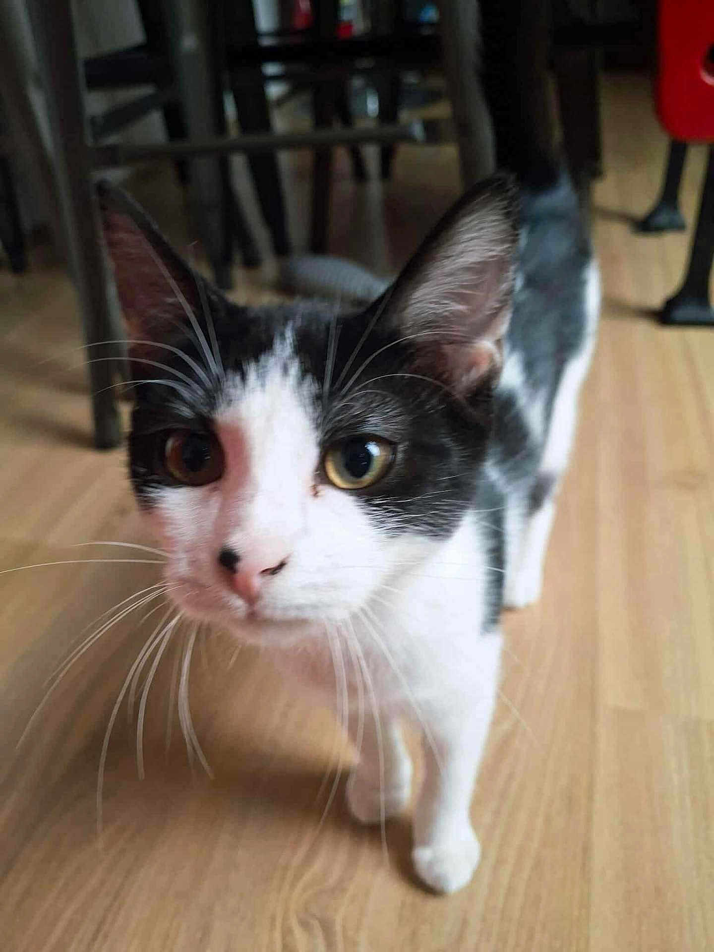 Aglaé a rejoint le concours — aidez-le/la à gagner de superbes lots ! cat, black_and_white, whiskers, close_up, indoor, floor, wooden_floor, curious, pet, animal, feline, walking, domestic_cat, ears, eyes, nose, tail, background, furniture, home