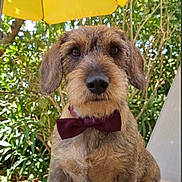 Scott participe au concours pour gagner de l'argent avec cette photo : dog, puppy, bow_tie, scruffy, brown_fur, outdoor, garden, umbrella, portrait, sitting, pet, animal, face, eyes, nose, ears, fur, sunlight, nature, cute