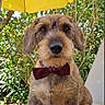 dog, puppy, bow_tie, scruffy, brown_fur, outdoor, garden, umbrella, portrait, sitting, pet, animal, face, eyes, nose, ears, fur, sunlight, nature, cute